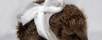 В Одесской области родители заплатят штраф за сына, который издевался над ежиком